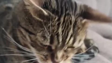 cute cat hears the sound of a comb