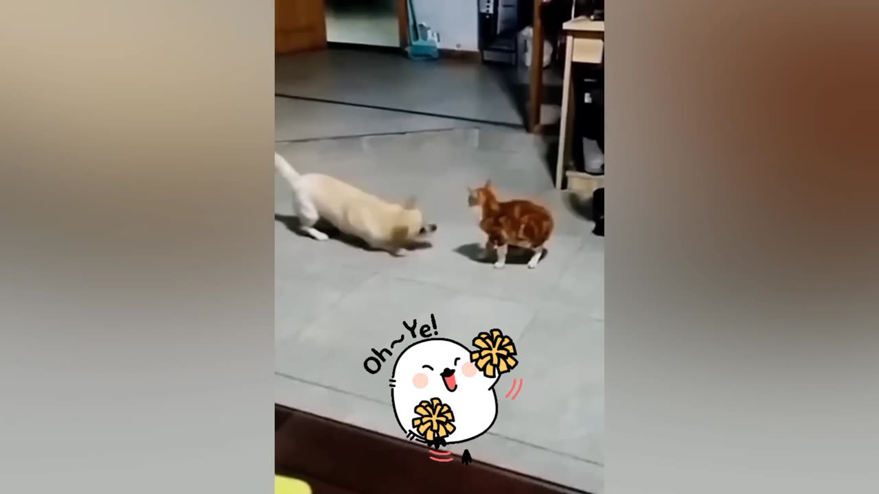 funny moment of animal