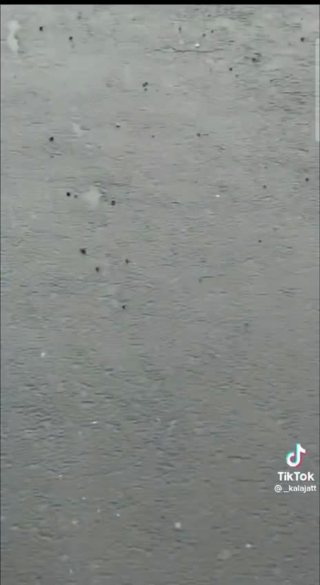 New Carlisle, Indiana today shows birds hanging upside down and some dead on the ground