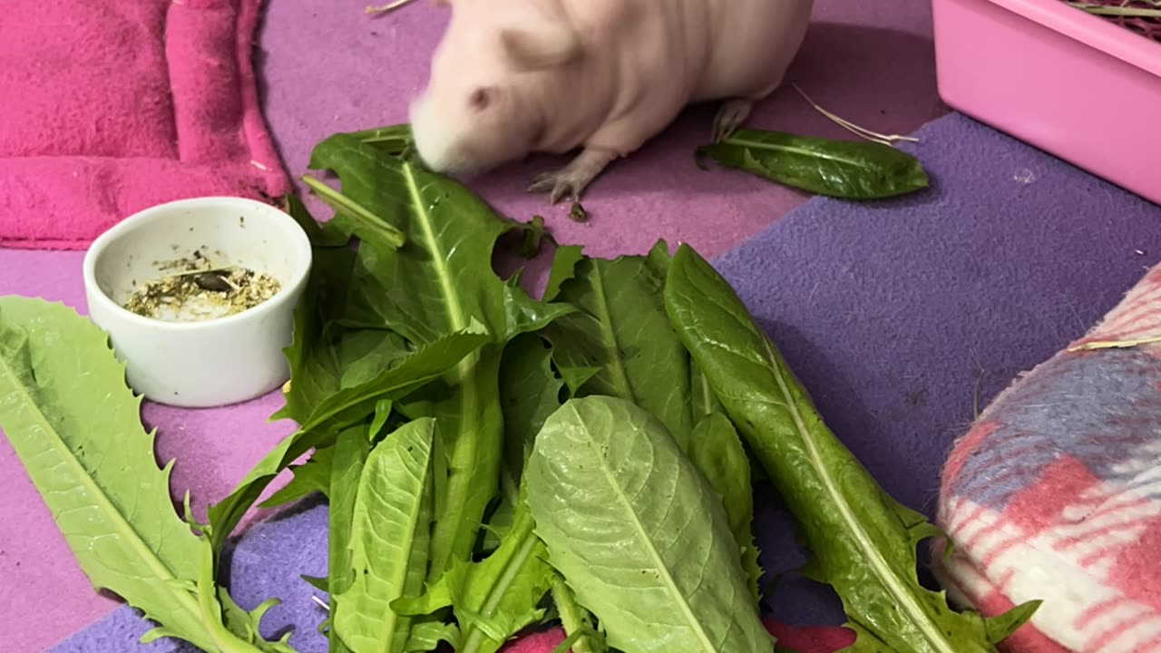 Exotic Guinea Pig Quickly Devours Vegetables