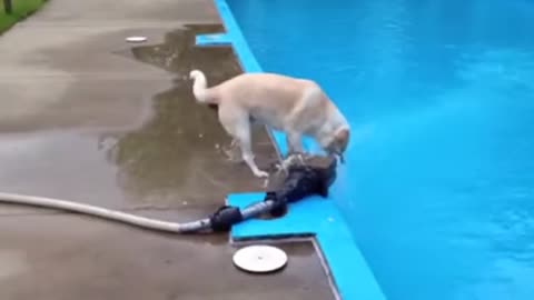 My dog falls in Swimming pool!