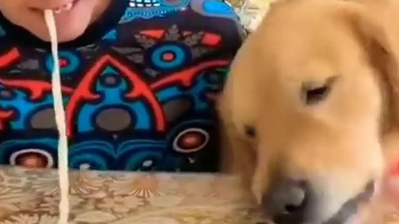 Funny Doge Video