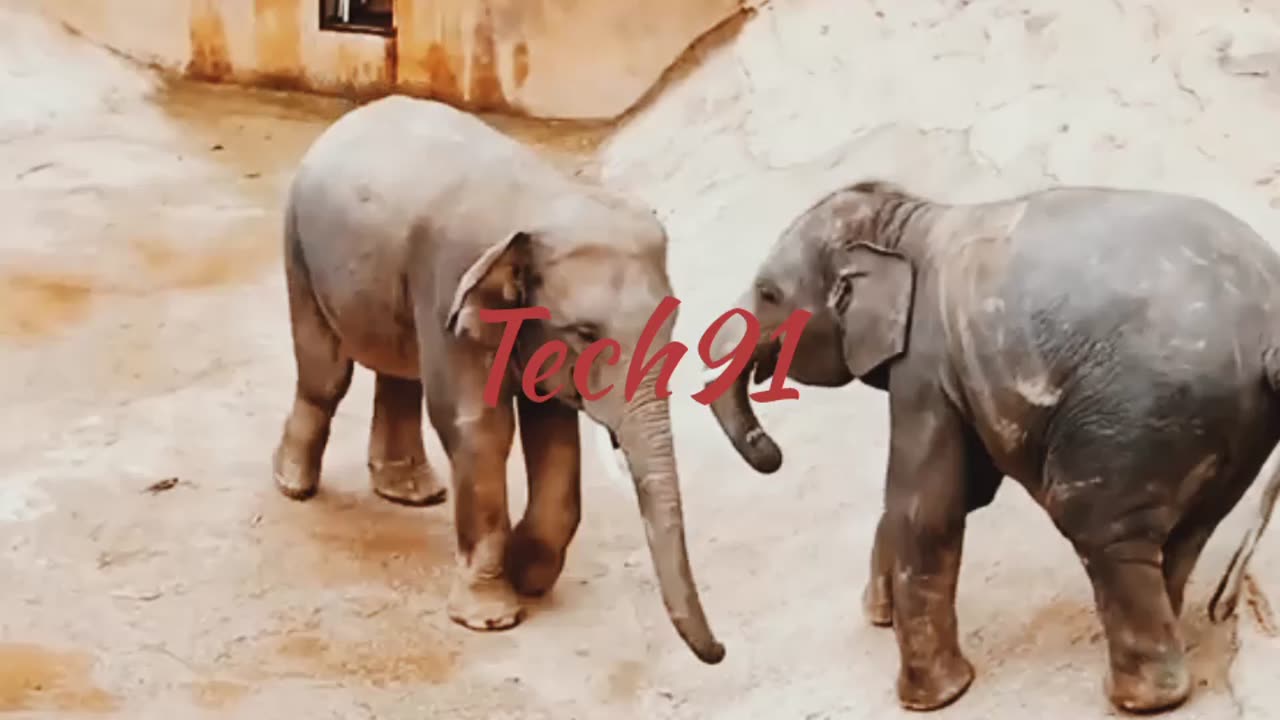 Elephant funny videos