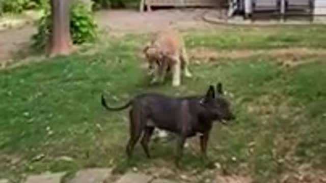 Super funny dog #Get Best In Description