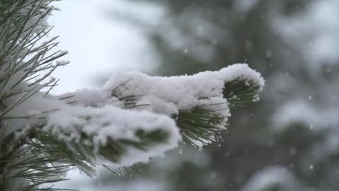 the beauty of snow