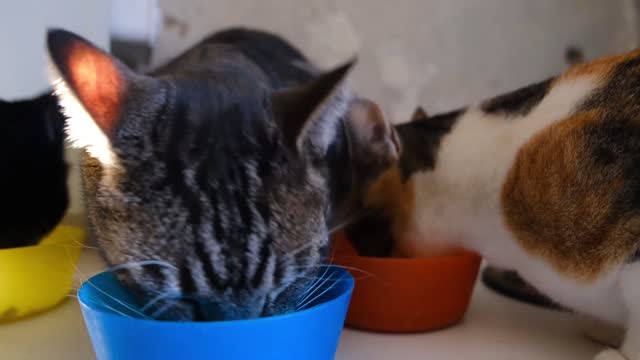 House cat eating young cat food