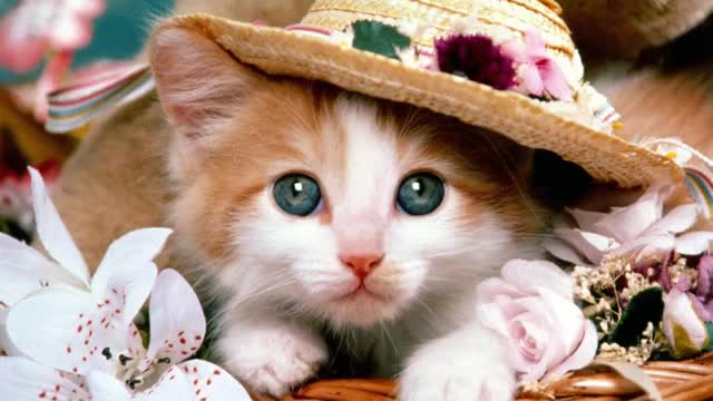 lovely🐈 cat🐈 cute 🐈cute 🐈 baby cat🐈 billi image video funny🐱🐱🐱🐱🐱🐱🐱