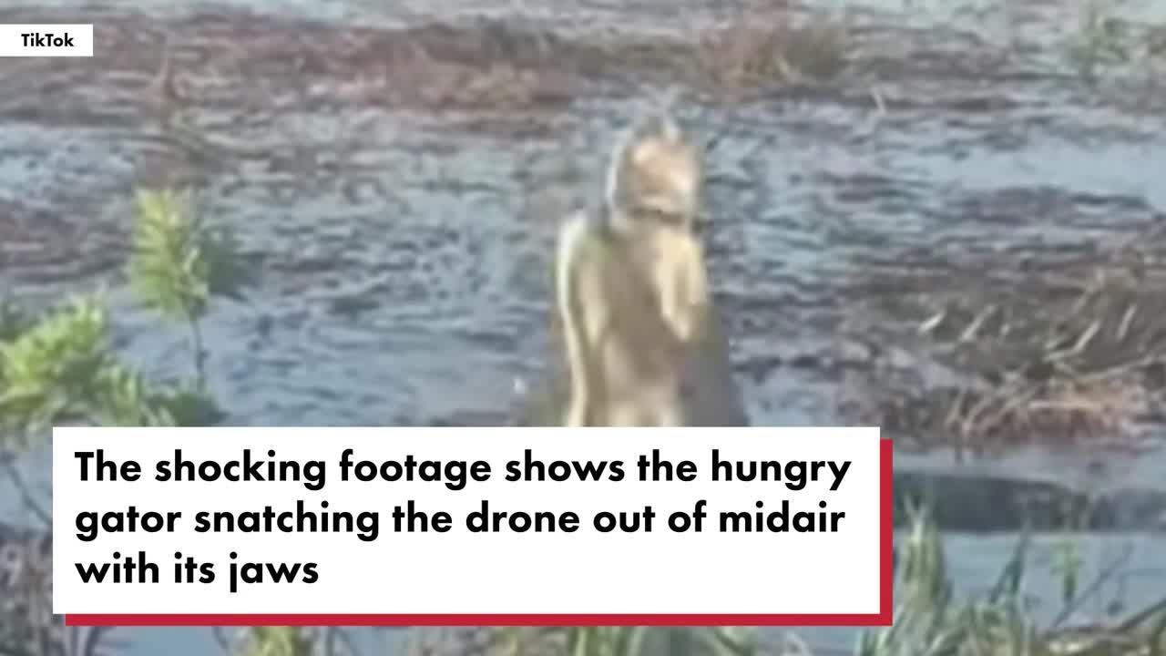 Video shows gator going up in smoke after eating drone | New York Post