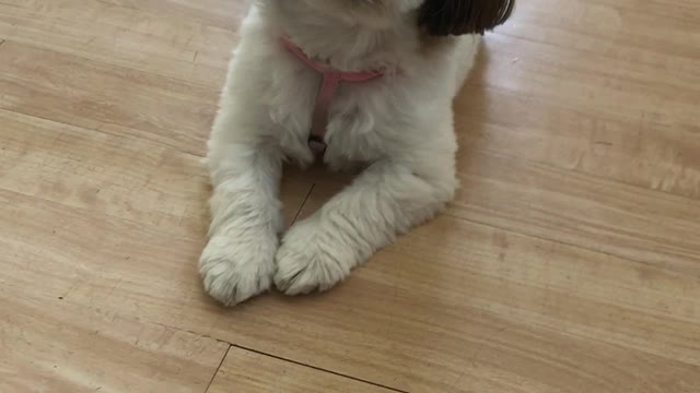 Ceili the puppy doing her dance for a treatz