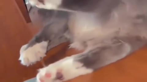 Dog & cat funny videos 2022