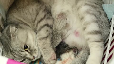 Funny Cat videos 🤣🤣😅