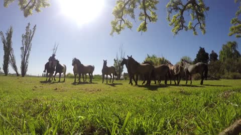 Estancia Tour & Gaucho Experience