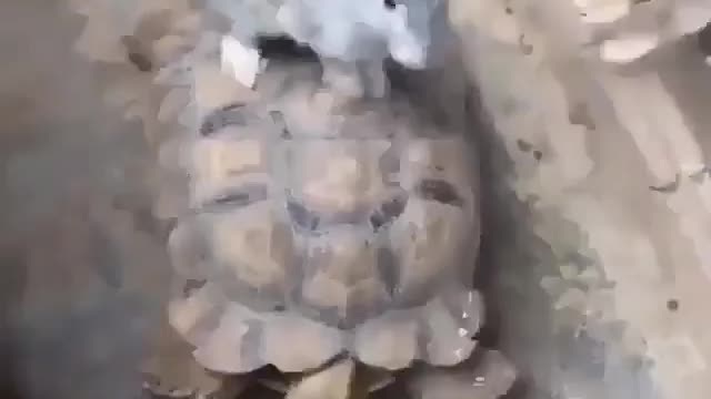 Rabbit ridding on turtle