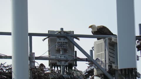 Falcon Makes Home On Phone Pinnacle