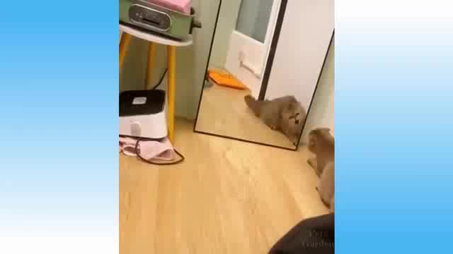 Cats And Dogs Videos Weekly