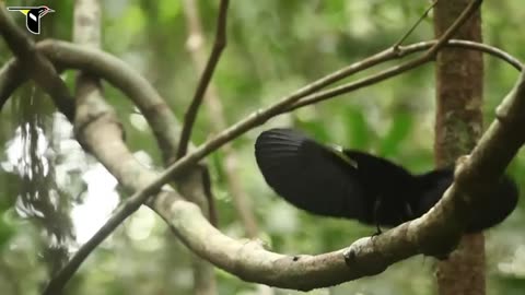 Magnificent Rifle Bird