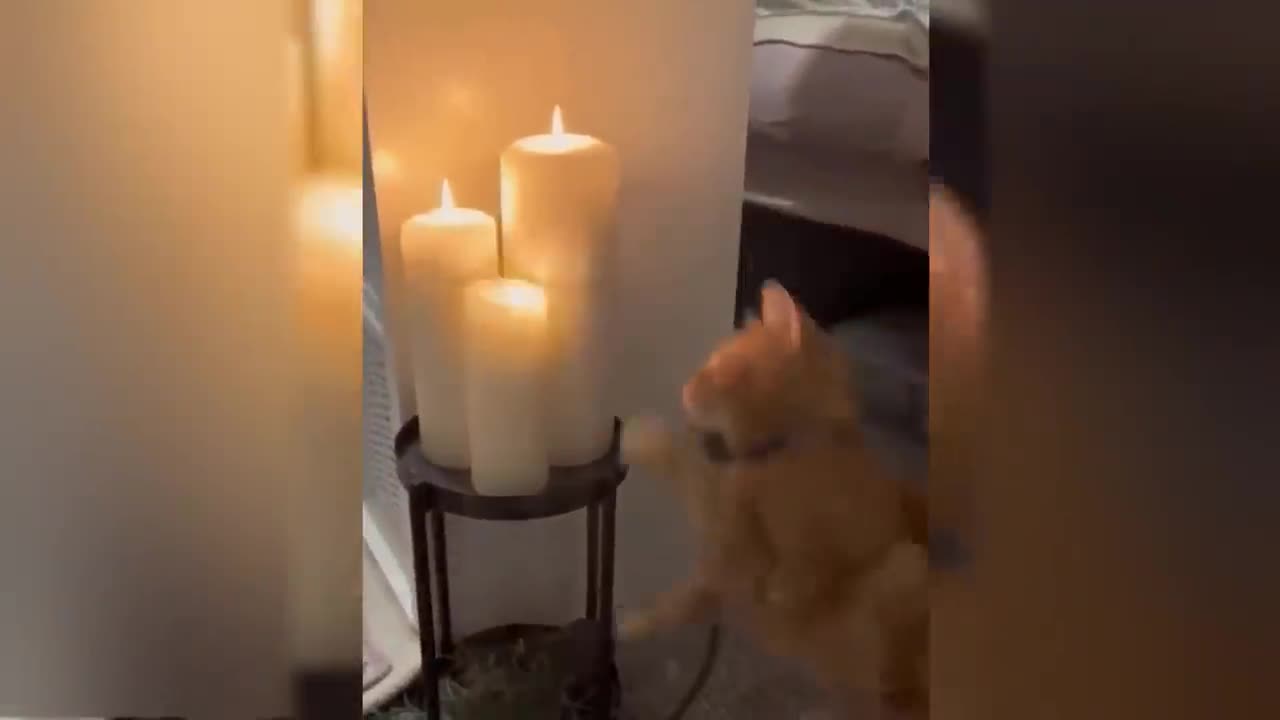 Paws-itively Hilarious: The Best Funny Dog Videos of All Time