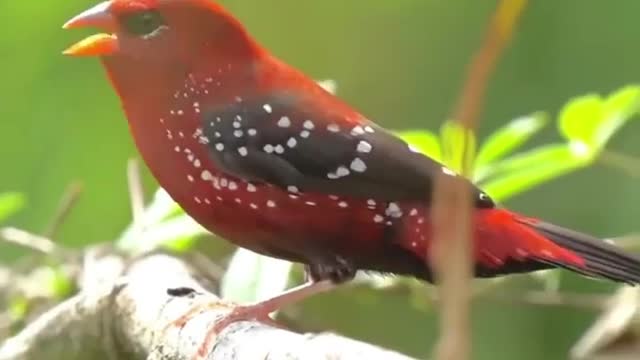 Song bird