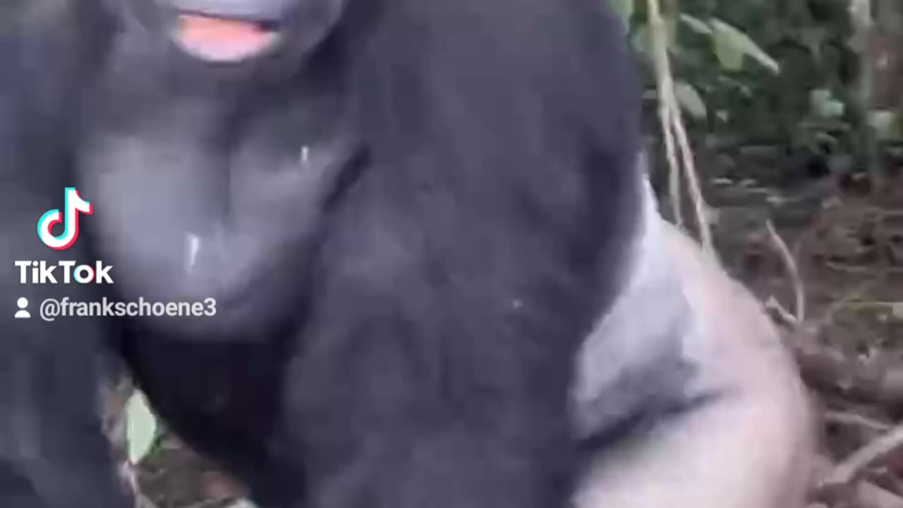 King Kong Movie