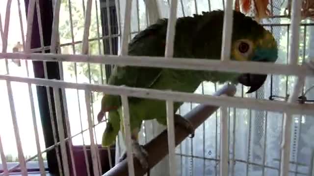 cute parrot chatting catching up on gossip