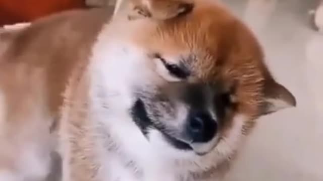 funny dog