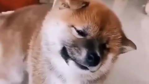 funny dog