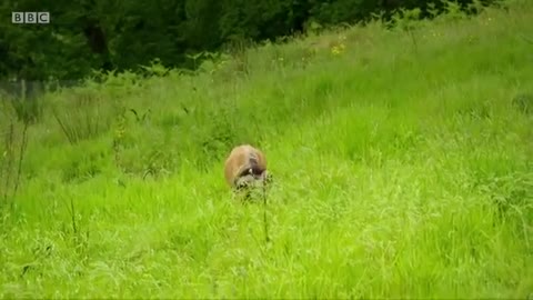 Cameraman smacked in the nuts by angry sheep 😱 - BBC_Cut