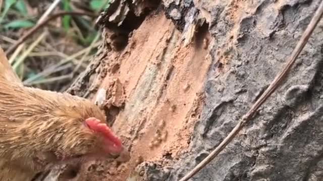 For meals! Today's meal is a colony of protein-rich termites