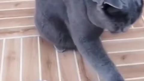 My cat is so much crazy 🤣🤣🤣🤣🤣