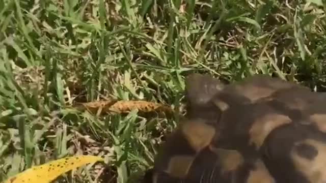 Saving the turtles