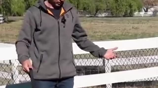 Little dogs flips himself & I forget how to speak English