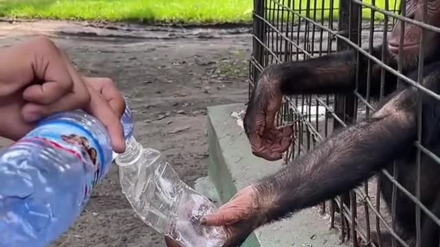 Give the monkey water