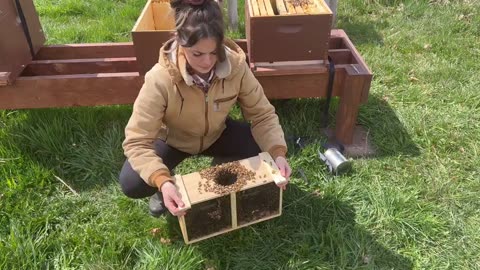 One Year Of BeeKeeping