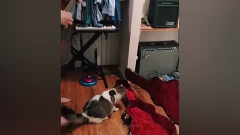 The most funny animals play with dogs and cats 2021 No #39