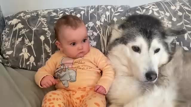 Baby Only Falls Asleep When She’s With Her Husky!!