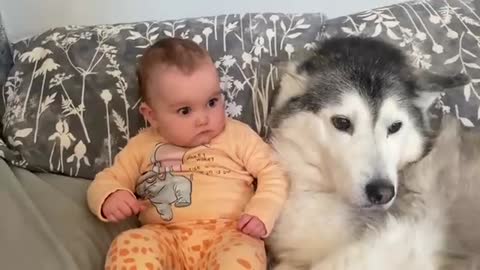 Baby Only Falls Asleep When She’s With Her Husky!!