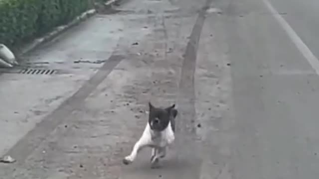 begin the race