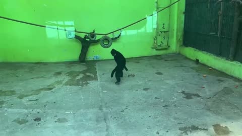 orangutans