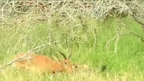 Hyena's half-eaten Victim tries to escape 🦌💥🐾👀