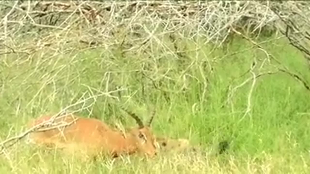 Hyena's half-eaten Victim tries to escape π¦π₯πΎπ
