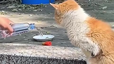 Act of kindness