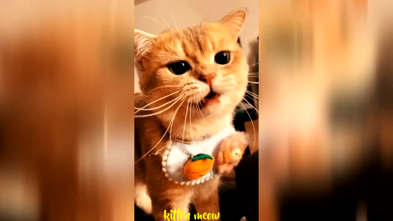 Funniest Animals - Cute and Funny Cat Videos Compilation