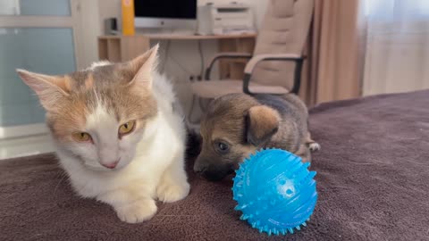 Funny Cat Reaction to Puppies [Dora sees them for the First Time]
