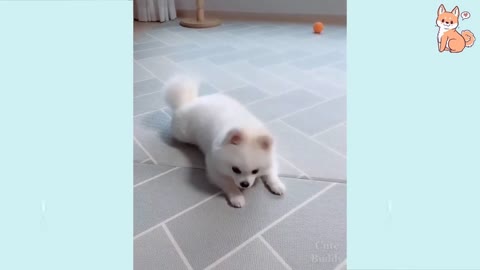 funny dogs video