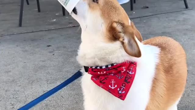Hes an opinionated pup #corgi #dogsoftiktok #puppy