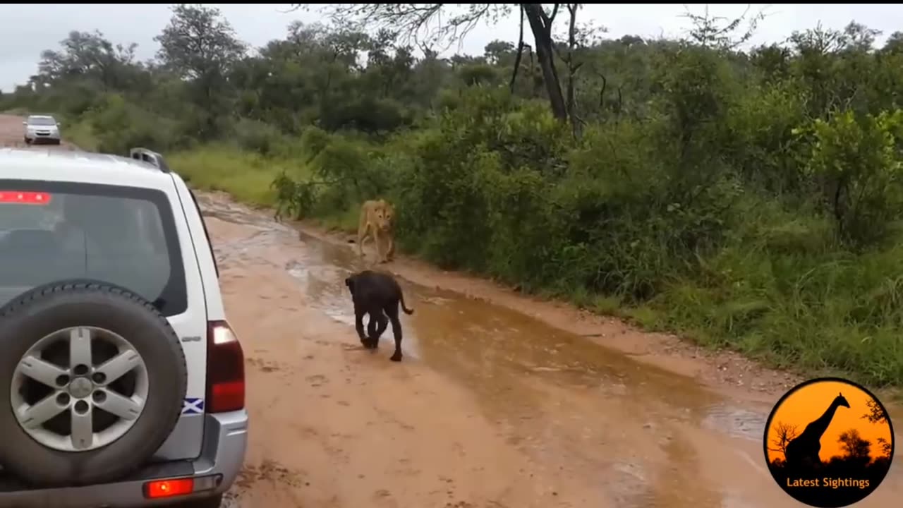 Mother save her baby from Lion 😜😜