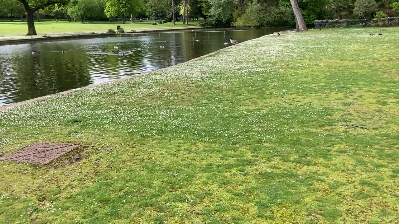 Three ducks decided to take a walk