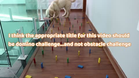 Golden Retriever Puppy Tries The Obstacle Course Challenge