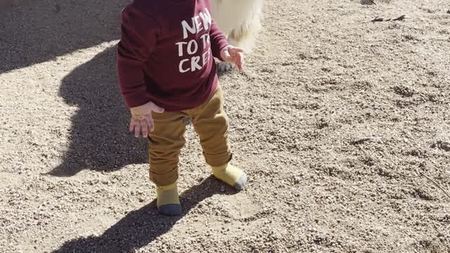 Baby Plays Ball with Pups