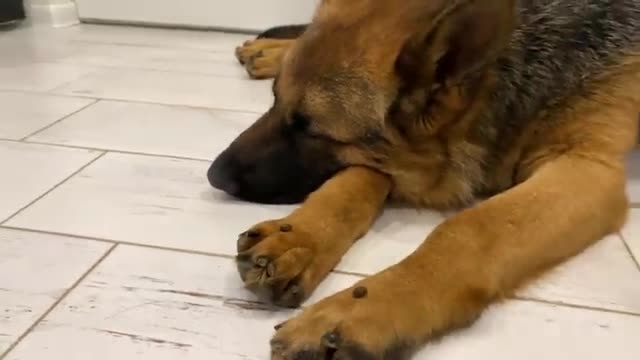 How to wake up a German Shepherd